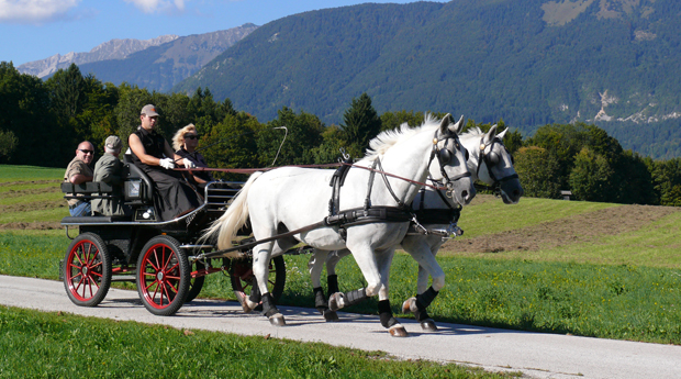 Fahrt im Lipizzaner-Zweisp�nner 