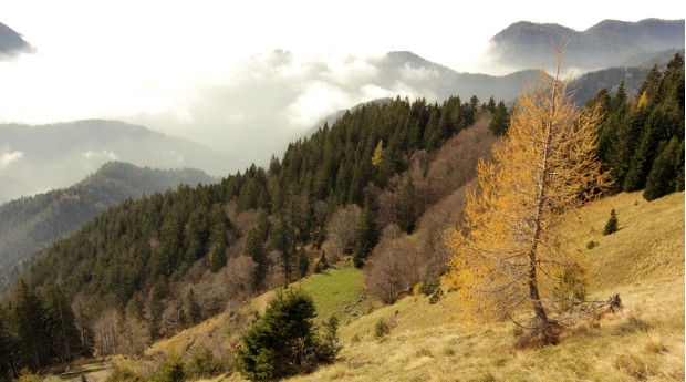 The path 'čez Roža'