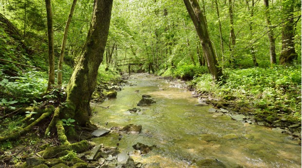 The Brezje Path of Peace