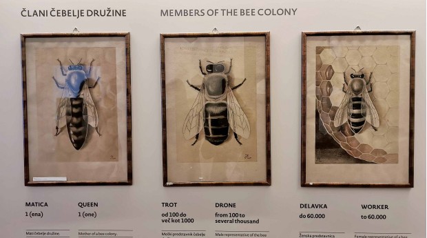 Biologija čebele