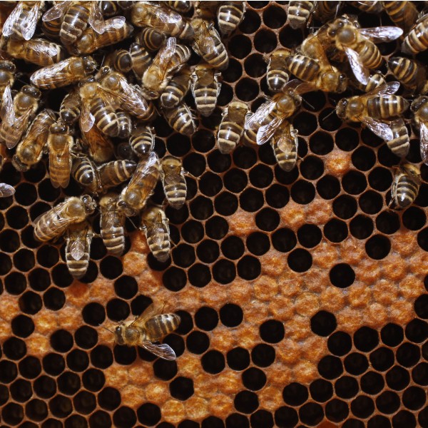 Beekeeping in Radovljica