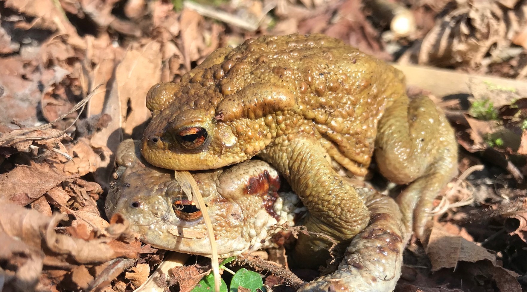 Navadna krastača, Vodna učna pot Grabnarca