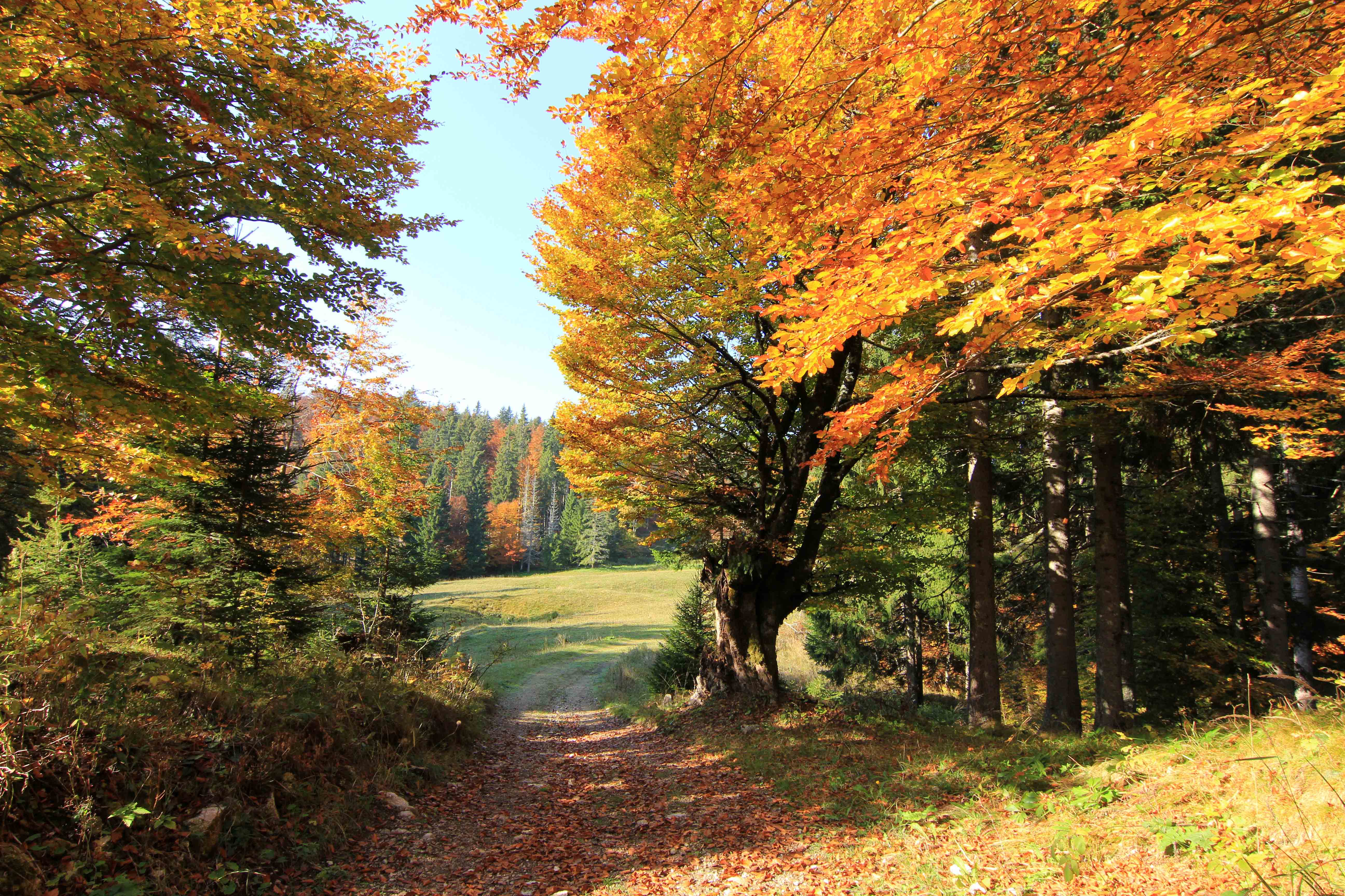 Vodiška planina jeseni